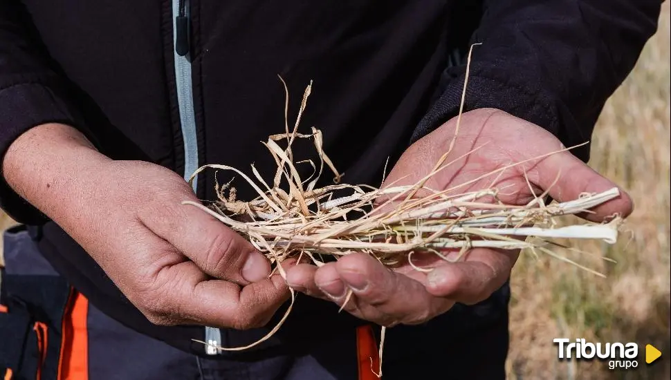 Castilla y León se mantiene como la segunda comunidad con mayor capital en seguro agrario