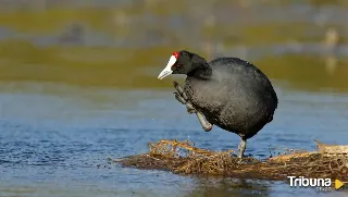 Las dos nuevas especies de fauna en riesgo inminente de desaparecer en España