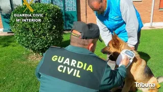 La 'Operación Can' se cierra en Salamanca con un imputado por delito de muerte de tres cachorros de mastín