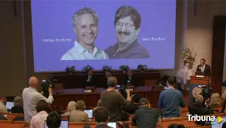 Nobel de Medicina para Ambros y Ruvkun por el micro-ARN y su papel en la actividad de los genes