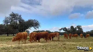 El serotipo 1 de la lengua azul ya afecta al movimiento de ganado en cinco comarcas salmantinas