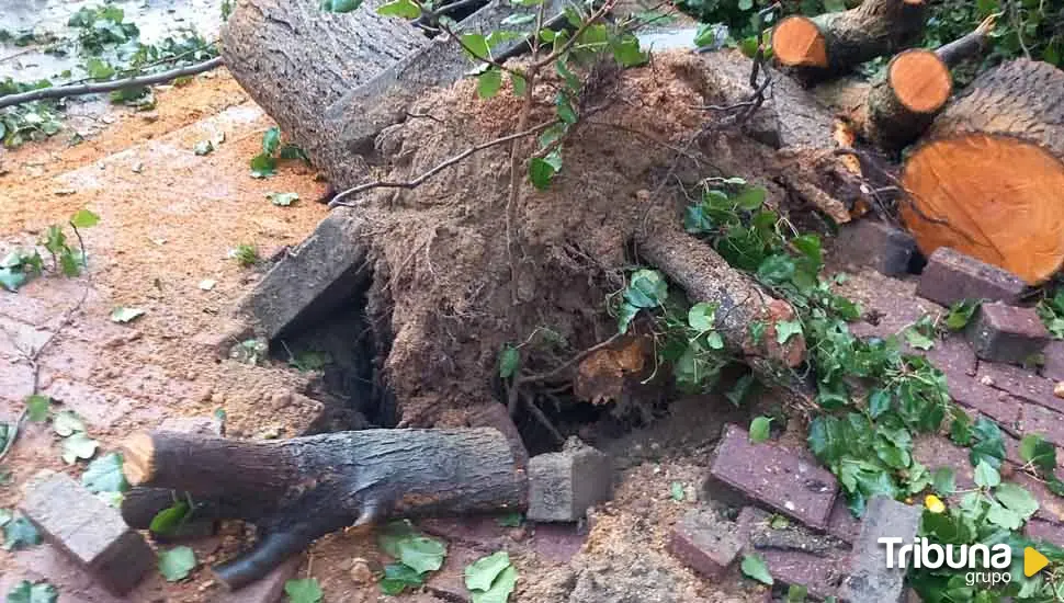 Retirados doce árboles de la plaza del Oeste de Salamanca ante el riesgo de caída