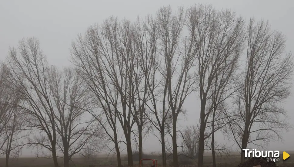 Castilla y León alberga más de 28.800 milanos reales: estas son las provincias con mayor población invernante