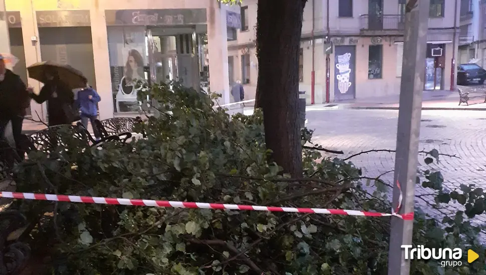 El PSOE de Salamanca rechaza la tala de árboles en la Plaza del Oeste y el proyecto de renaturalización 