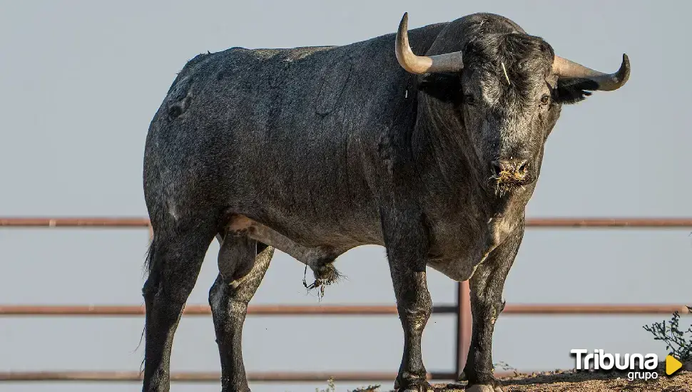 La Asociación de Veterinarios Especialistas en Espectáculos Taurinos reunirá a 300 profesionales en Salamanca