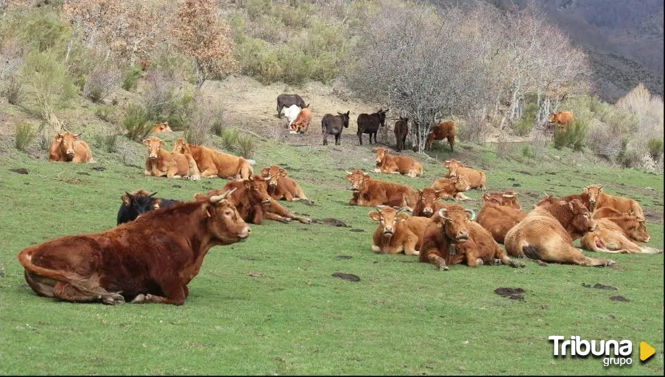 Muere supuestamente tras ser corneado por una vaca en un pueblo de Madrid