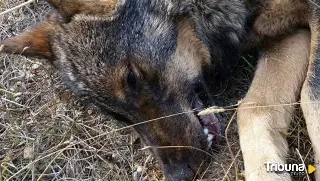 Declaran ilegal la caza de 339 lobos que autorizó Castilla y León entre 2019 y 2022