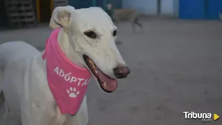 Jornada de adopción para mascotas de 'Siempre Fiel' en la Plaza del Liceo