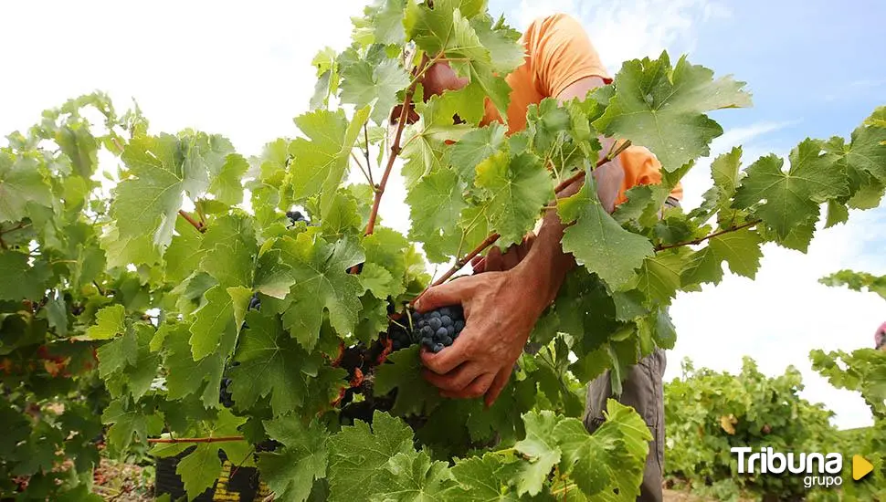 La vendimia en Castilla y León: Uva de buena calidad y 274 millones de kilos