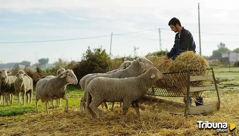 Noviembre llega con más de 413.000 euros para incorporar jóvenes y modernizar explotaciones salmantinas