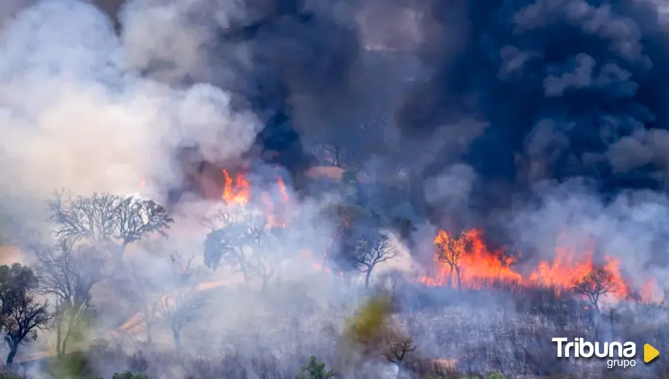 Tecnología y detección de incendios: Soluciones innovadoras para proteger la biodiversidad