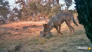 La Junta lamenta que los ganaderos estén "más amenazados" que los lobos en el medio rural