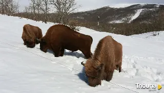 ¿Tiene cabida el bisonte europeo en España?