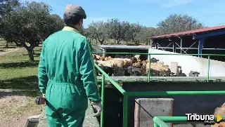 El Ministerio modifica las medidas de protección y control ante el serotipo 3 de la lengua azul tras un nuevo foco