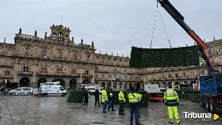 Colocan el árbol de Navidad en la Plaza Mayor de Salamanca