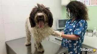 Veterinarios de León piden a Mañueco "reconsiderar" la "insensatez" de abrir una nueva facultad en Salamanca