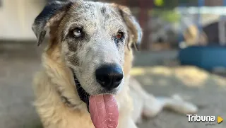 'Siempre Fiel' busca familia de acogida para sus perros en la jornada de adopción de este sábado