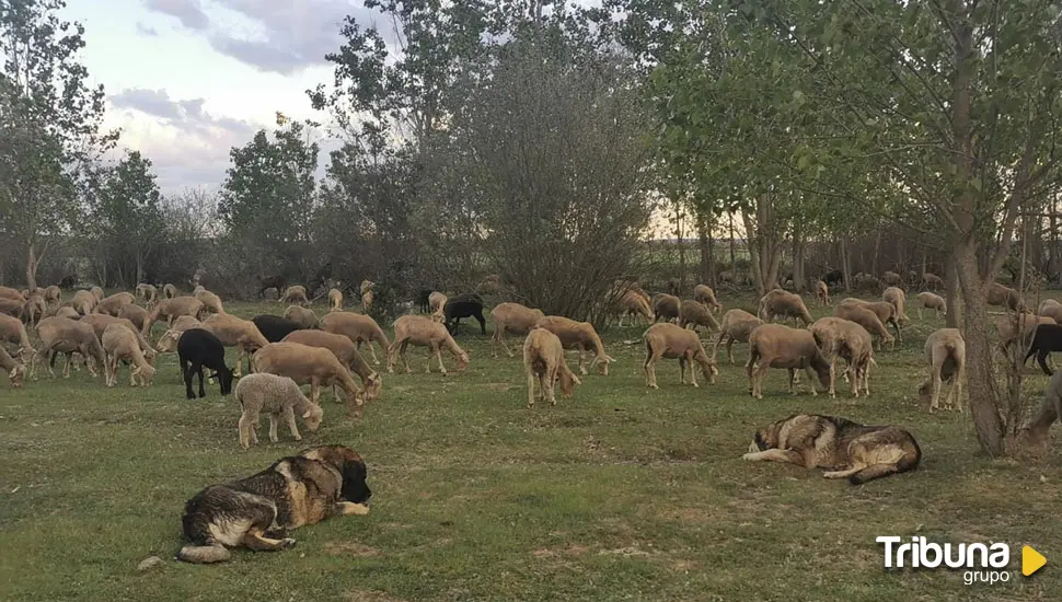 Prácticas ancestrales del pastoreo para aprender a convivir con los lobos