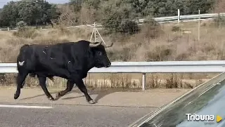 Un toro se escapa y provoca retenciones en la autovía A-62 a su paso por La Fuente de San Esteban