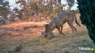 Suárez-Quiñones asegura que el Gobierno está solo en Europa en su postura de estricta protección del lobo 