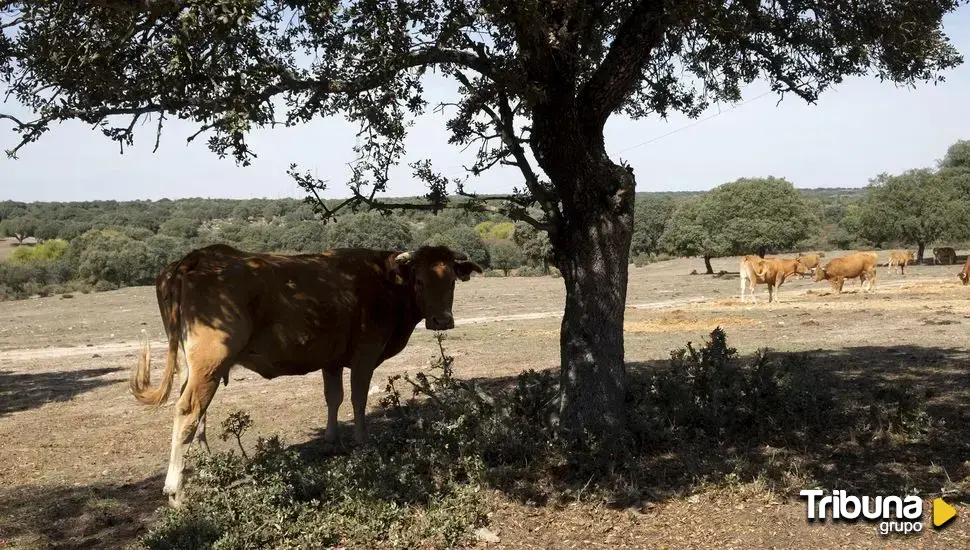 Agricultura destina 1,2 millones para cuatro balsas de acumulación de agua invernal en Salamanca y Ávila