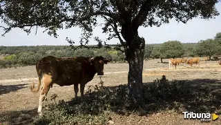 Agricultura destina 1,2 millones para cuatro balsas de acumulación de agua invernal en Salamanca y Ávila