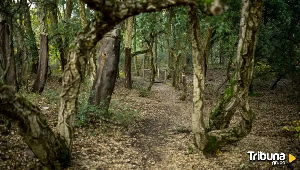 El Bosque del Año en España está en Castilla y León 