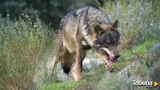 La población de lobo repunta en el último censo