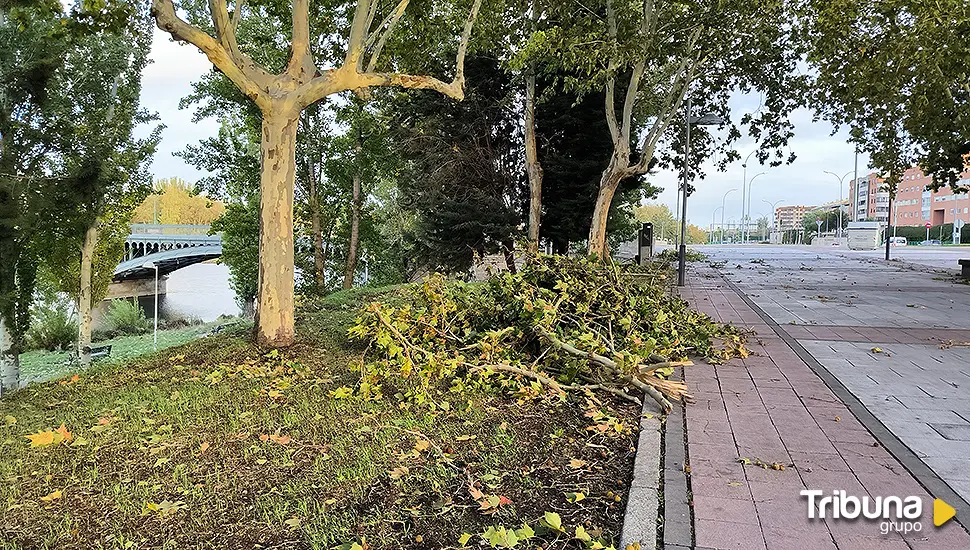 Llegan fuertes rachas de viento: Decretado el cierre a parques y zonas arboladas en Salamanca