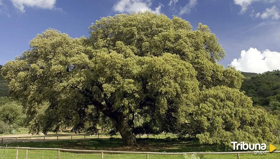 La encina de 400 años que compite para ser Árbol Europeo del Año 