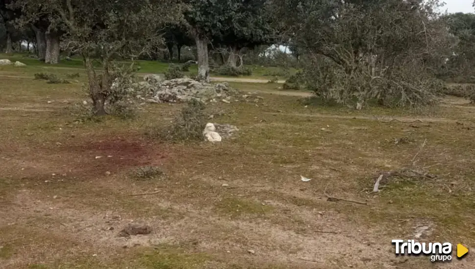 Los buitres acaban con la vida de dos ovejas "cuando acababan de parir" 