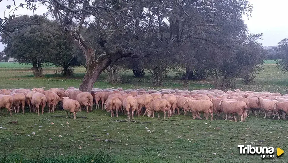 El lamento del ganadero afectado por los buitres: "Te quitan las ganas de seguir"