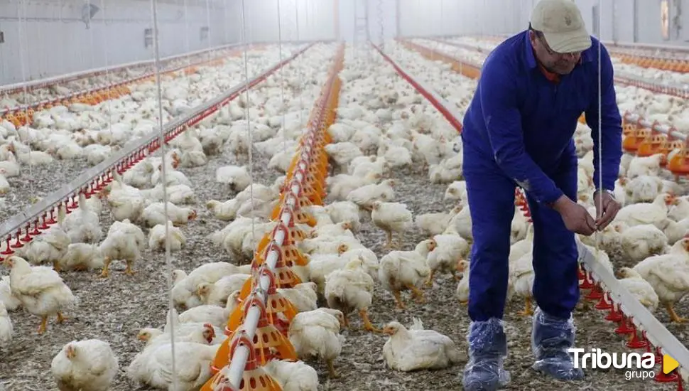 La Ruta de la Seda extendió la cría de gallinas por todo el mundo desde Asia Central