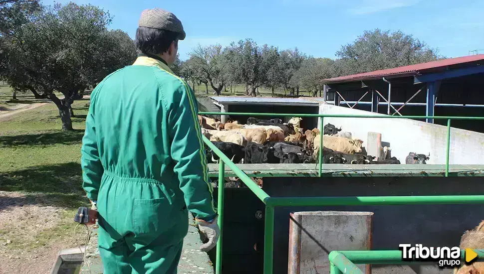 Así se hace un saneamiento ganadero: la prueba de calificación sanitaria que ha enfrentado al campo charro