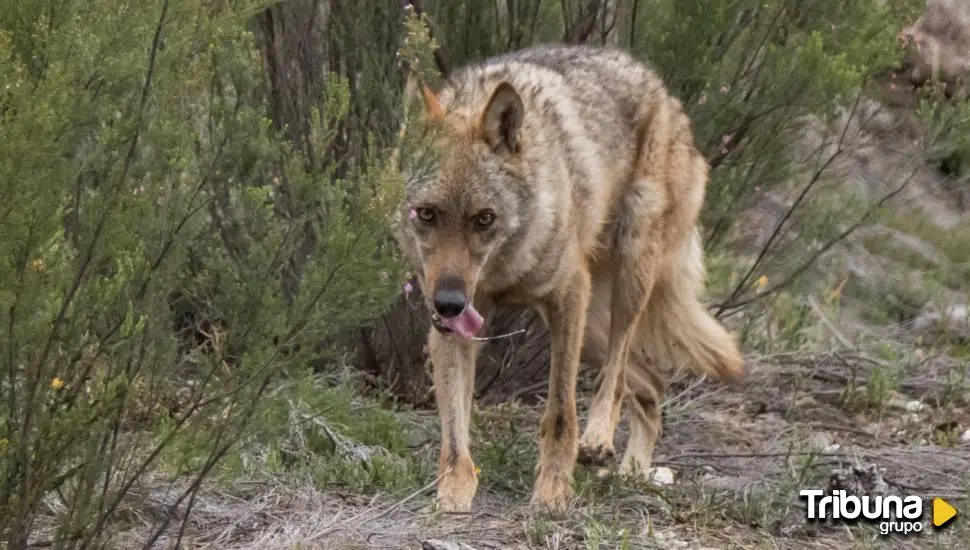 que perro caza lobos