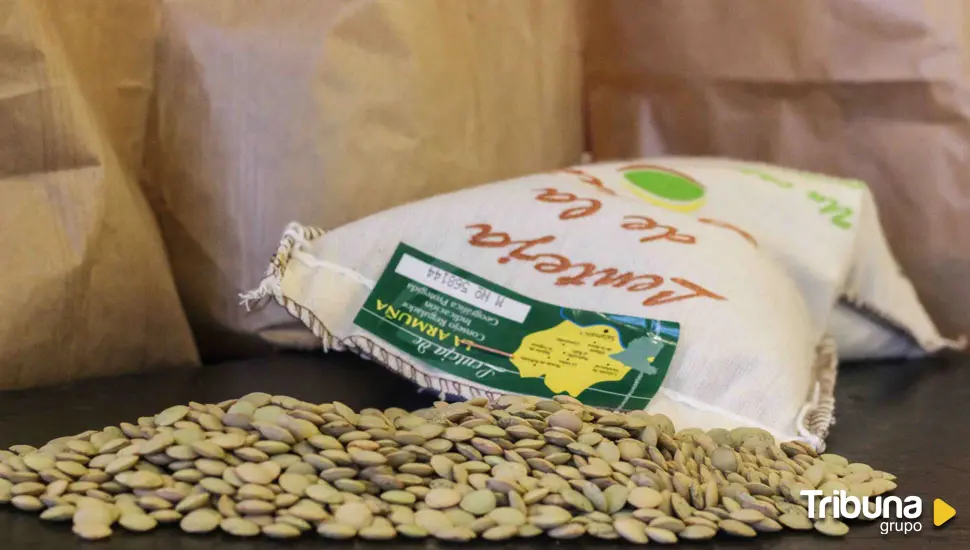  Itacyl trabaja en la mejora de la conservación y multiplicación de semillas de las legumbres de calidad 