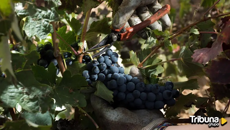 Los vinos de Castilla y León se consolidan como los más vendidos de España