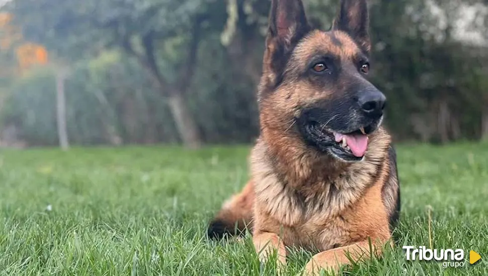 La idea de multar a los dueños que no limpien la orina de sus perros gana apoyos en Salamanca