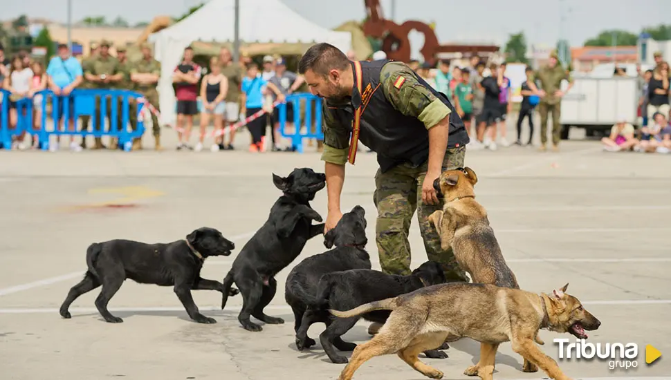 Las imágenes del Día de las Fuerzas Armadas en El Tormes 