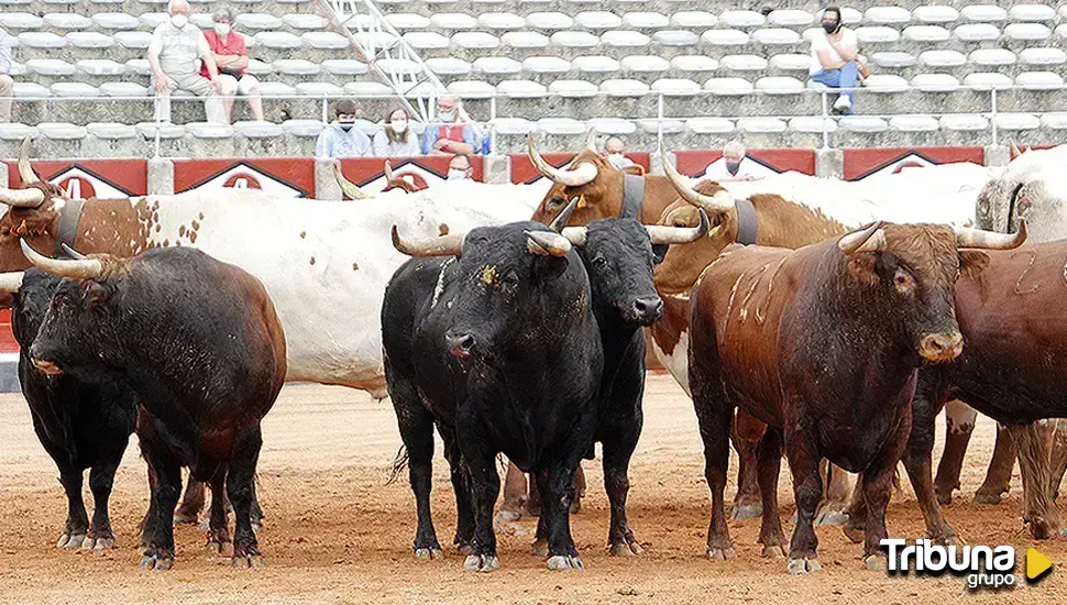 Los ganaderos de toros bravos lanzan una bolsa de empleo para trabajar con reses de lidia