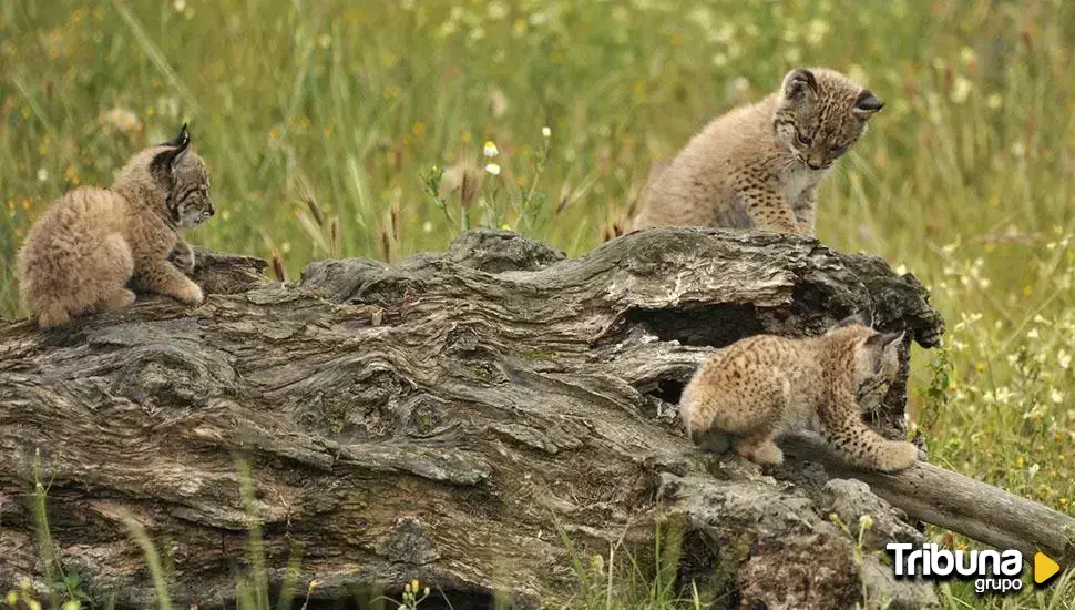 El lince ibérico deja de ser una especie "en peligro" y pasa a catalogarse como "vulnerable"