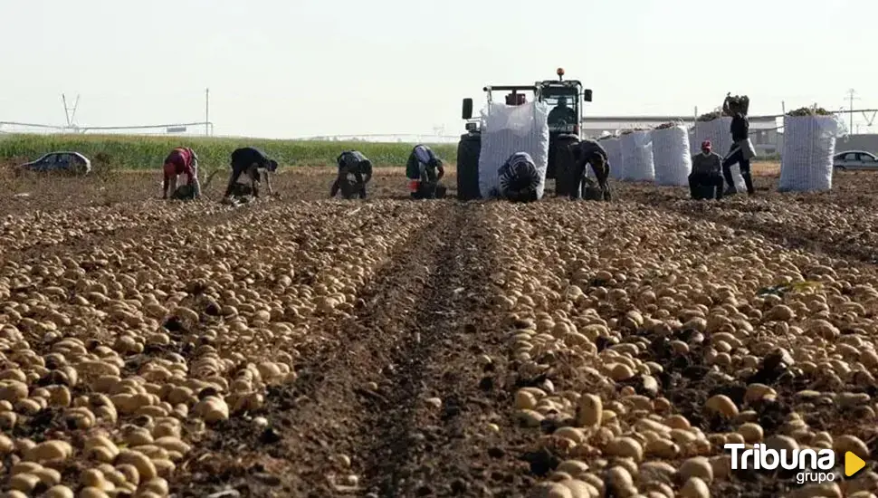 Programa piloto del Itacyl para monitorizar la palomilla de la patata en estos municipios de Castilla y León 