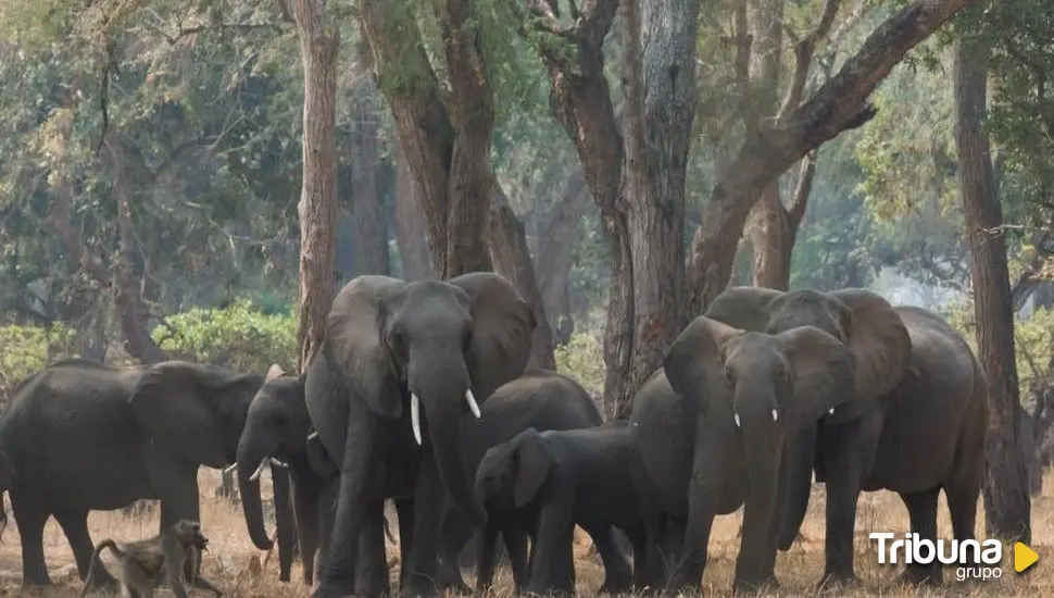 Muere un turista español en Sudáfrica atacado por un elefante 