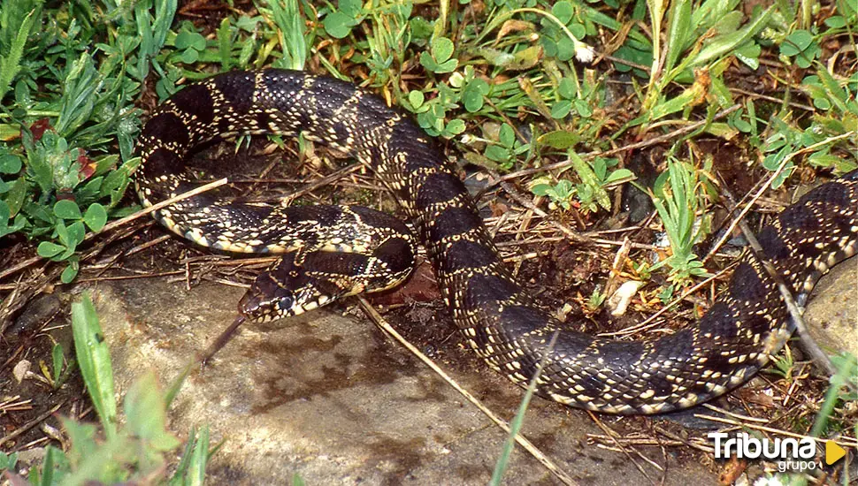 Salvan la vida de un hombre contando los dientes de la serpiente que le mordió