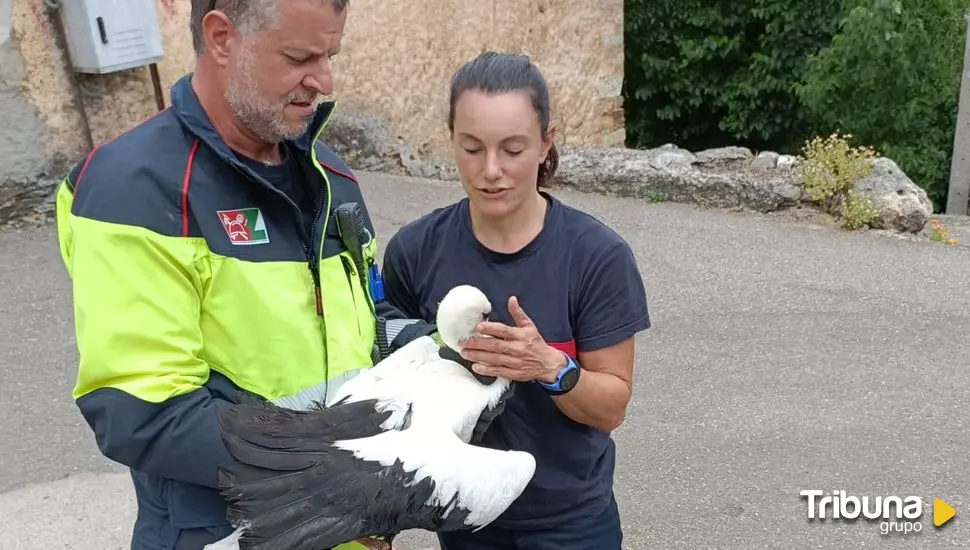 Rescatada una cigüeña en este municipio de Castilla y León al enredarse con unas cuerdas en el nido