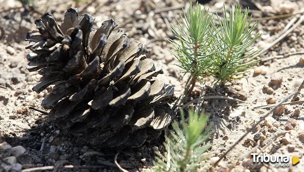 Destinan más de un millón de euros a combatir las plagas y enfermedades forestales en León, Salamanca y Zamora 