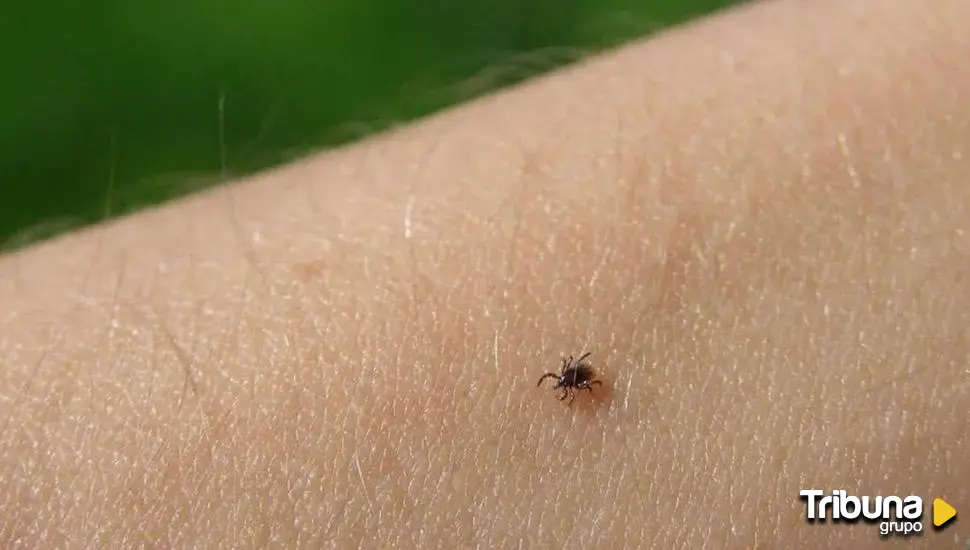 Precautions against possible tick bites