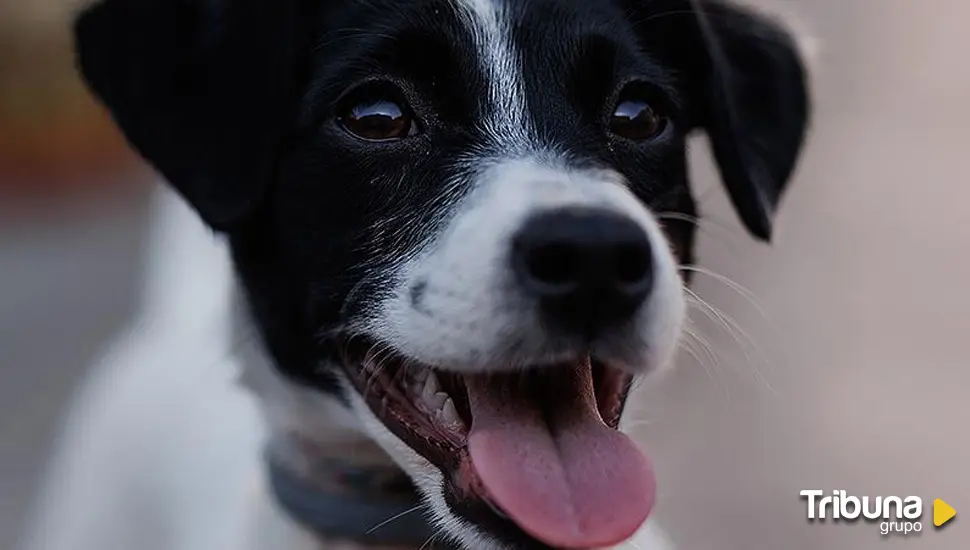 ¿Los perros sufren golpes de calor?: lo que conviene saber para proteger a las mascotas 