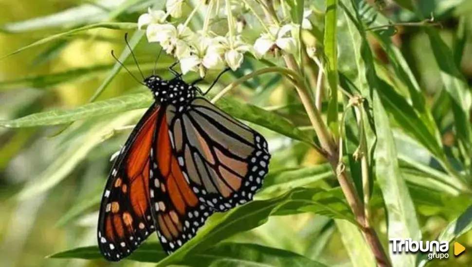 ¿Dónde están las mariposas de pradera?