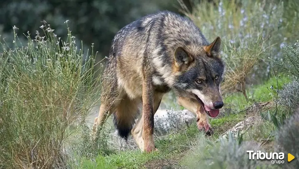 La justicia dictamina que la Ley de Castilla y León que permite cazar el lobo viola el derecho europeo